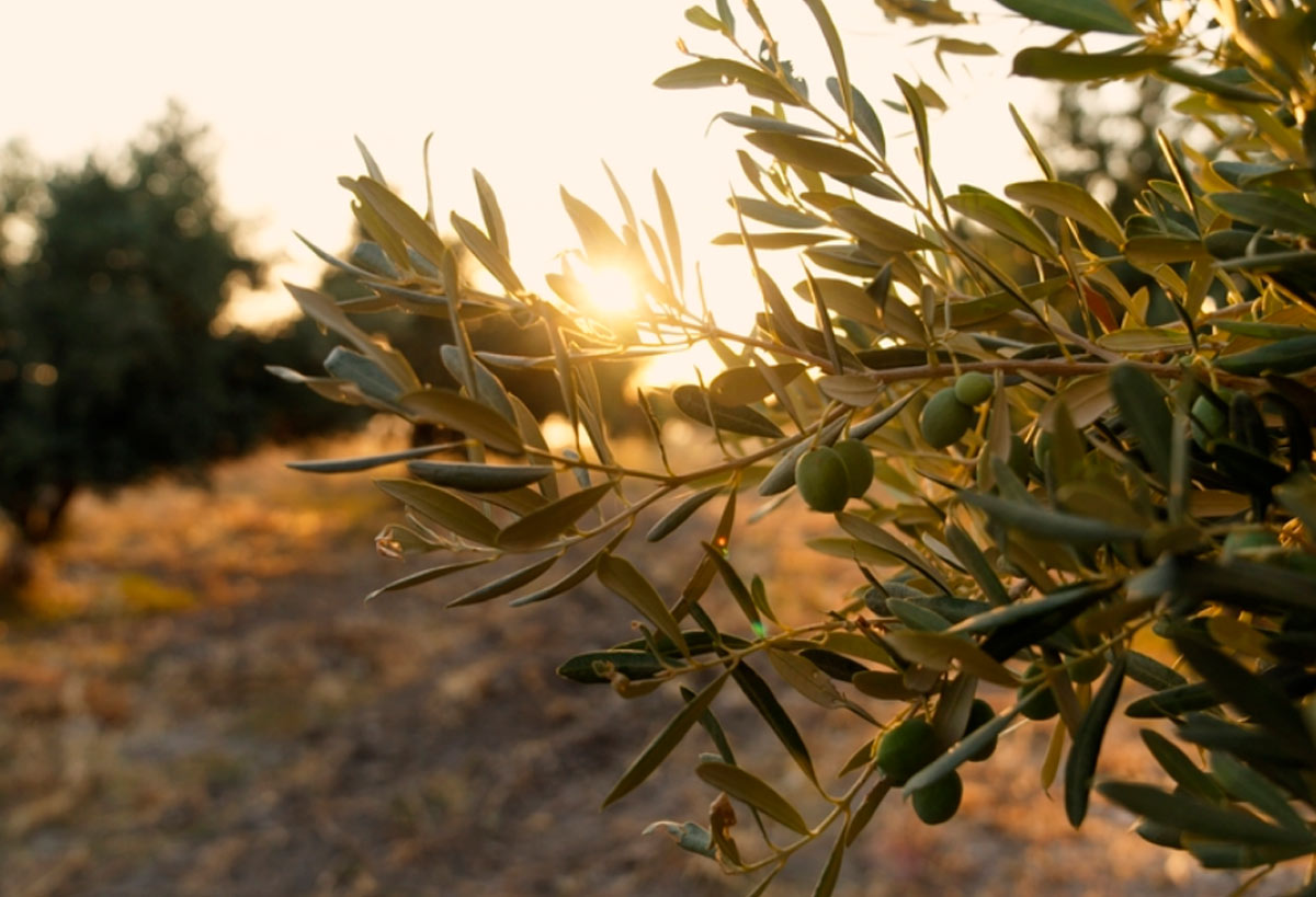 Projekt zur Wiederaufforstung von Olivenhainen auf Mallorca unter der Leitung von Projektmanager Mallorca