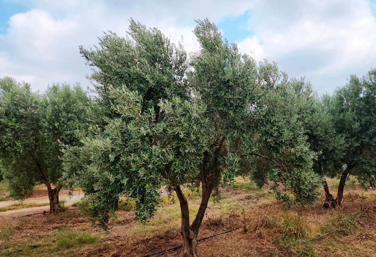 Olive grove recovery project in Majorca led by Project Manager Mallorca